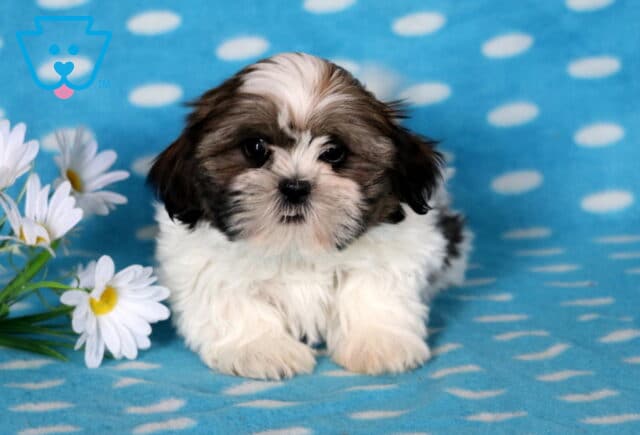 Cjay Shih Tzu image