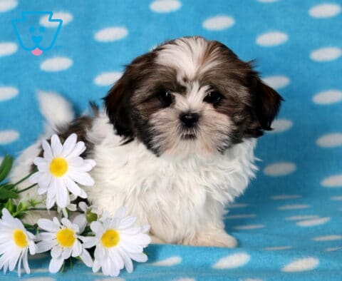 Cjay Shih Tzu2