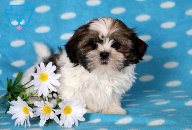 Cjay Shih Tzu2 image
