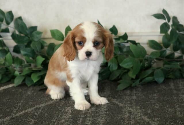 Clair Cavalier image