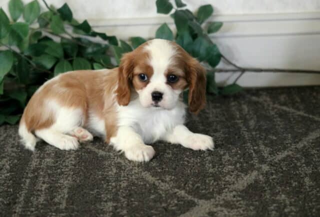 Clair Cavalier2 image