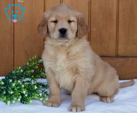 Golden Retriever puppy sitting slightly turned on a white blanket with a wooden backdrop and greenery beside it, looking relaxed and content