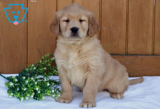 Golden Retriever puppy sitting slightly turned on a white blanket with a wooden backdrop and greenery beside it, looking relaxed and content image