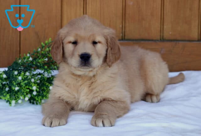 Golden Retriever puppy lying on a soft white blanket with a wooden wall background and greenery nearby, looking peaceful with a gentle expression image