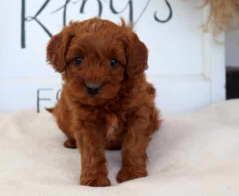 Clyde Cavapoo