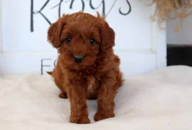 Clyde Cavapoo image