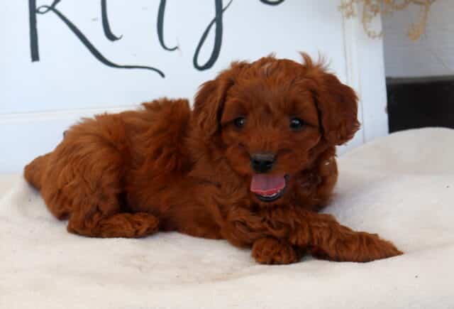 Clyde Cavapoo2 image