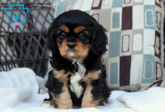 Black and tan Cavalier King Charles Spaniel puppy sitting on a soft white blanket with silky coat and floppy ears image