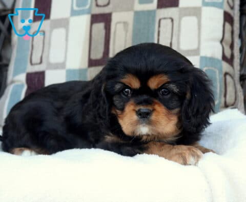 Black and tan Cavalier King Charles Spaniel puppy lying on a plush white blanket with soft coat and gentle expression