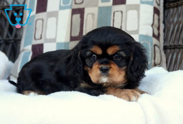 Black and tan Cavalier King Charles Spaniel puppy lying on a plush white blanket with soft coat and gentle expression image