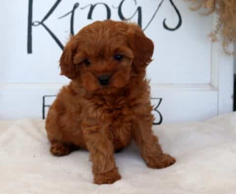 Coco Cavapoo
