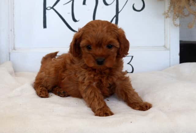 Coco Cavapoo2 image