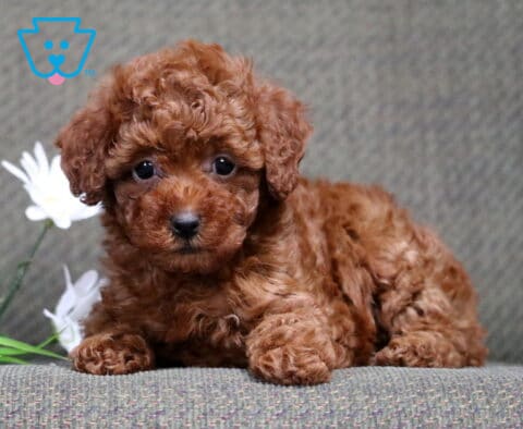 Coco Mini Poodle