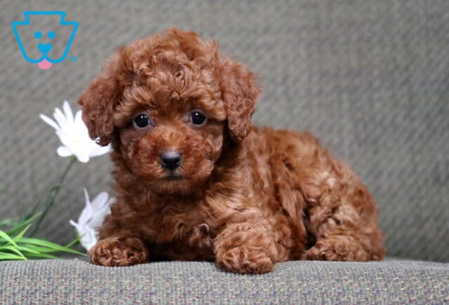 Coco Mini Poodle image