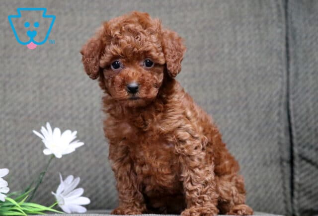 Coco Mini Poodle2 image