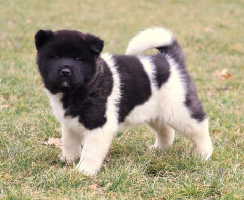 Coda Akita