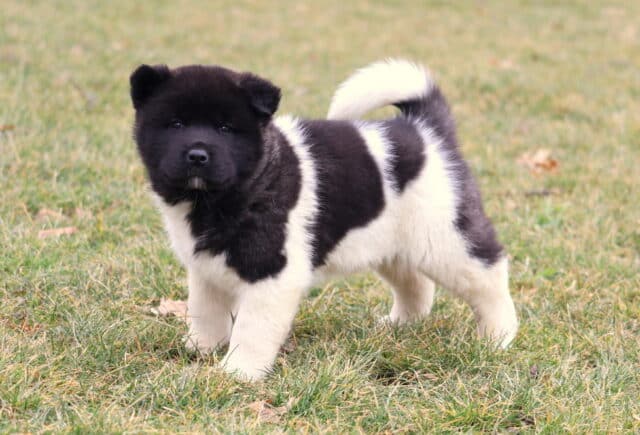 Coda Akita image