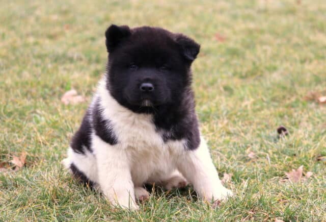 Coda Akita2 image