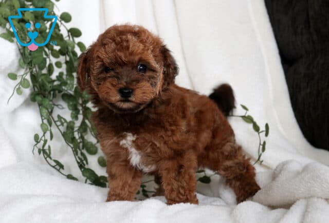 Coffee Havapoo image