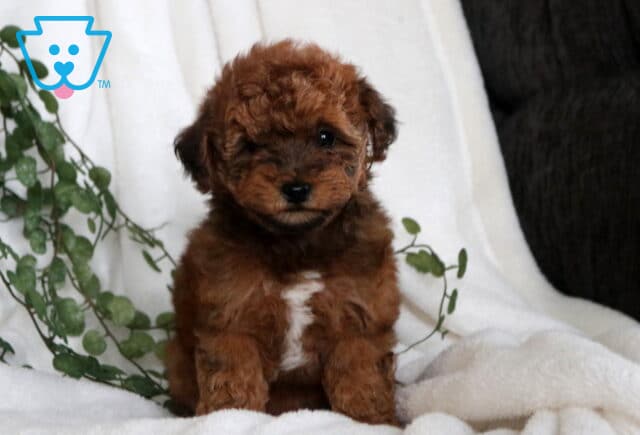 Coffee Havapoo2 image