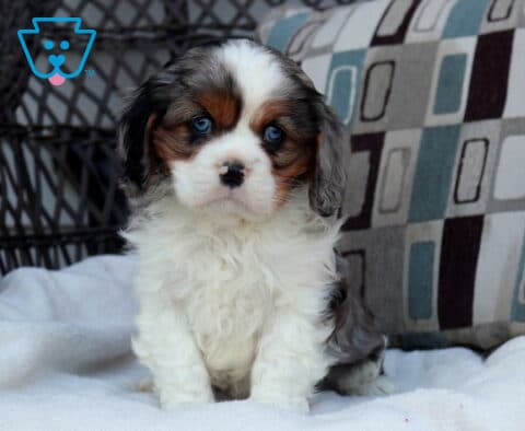 Tricolor Cavalier King Charles Spaniel puppy sitting on a soft white blanket with blue eyes and fluffy coat