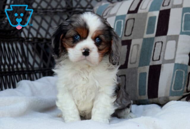 Tricolor Cavalier King Charles Spaniel puppy sitting on a soft white blanket with blue eyes and fluffy coat image