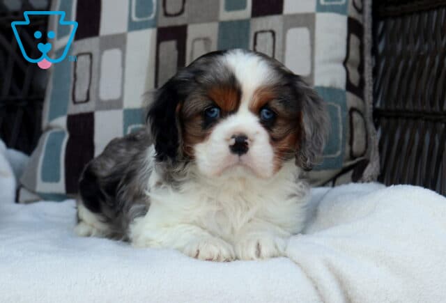 Tricolor Cavalier King Charles Spaniel puppy lying on a plush white blanket with striking blue eyes and a fluffy coat image