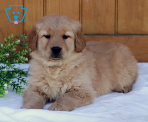 Fluffy Golden Retriever puppy lying on a soft white blanket with a wooden backdrop and greenery beside it, looking calmly at the camera