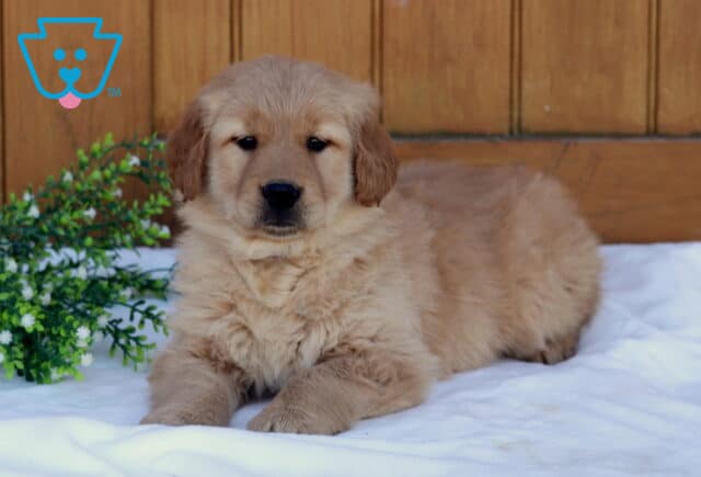 Fluffy Golden Retriever puppy lying on a soft white blanket with a wooden backdrop and greenery beside it, looking calmly at the camera image