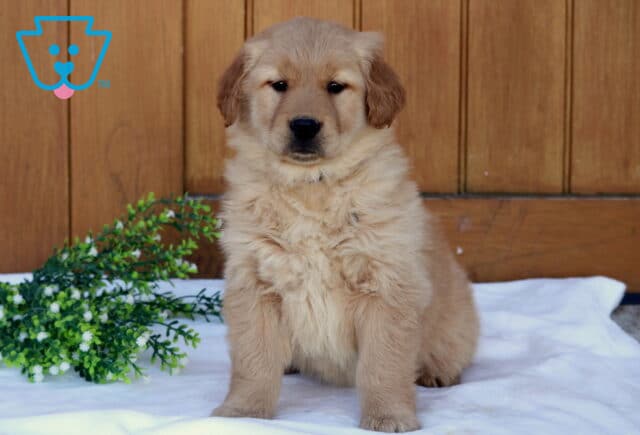 Fluffy Golden Retriever puppy sitting upright on a white blanket with a wooden background and greenery nearby, looking forward with a calm expression image