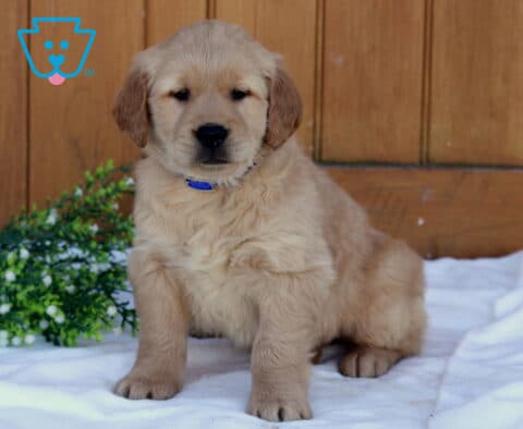 Golden Retriever puppy wearing a blue collar sitting on a white blanket with a wooden background and greenery, looking calmly toward the camera