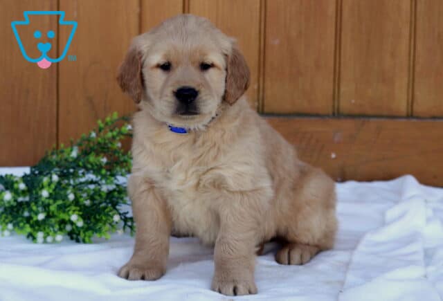 Golden Retriever puppy wearing a blue collar sitting on a white blanket with a wooden background and greenery, looking calmly toward the camera image