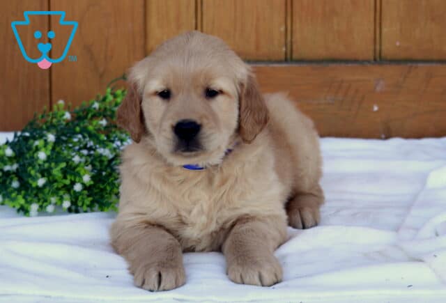 Golden Retriever puppy lying on a white blanket with a wooden backdrop and small green plant, wearing a blue collar and looking straight ahead image