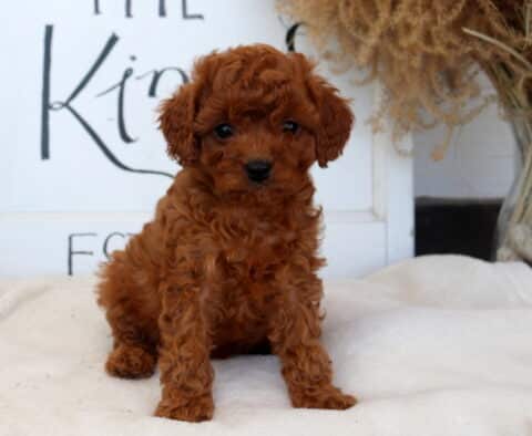 Cora Cavapoo