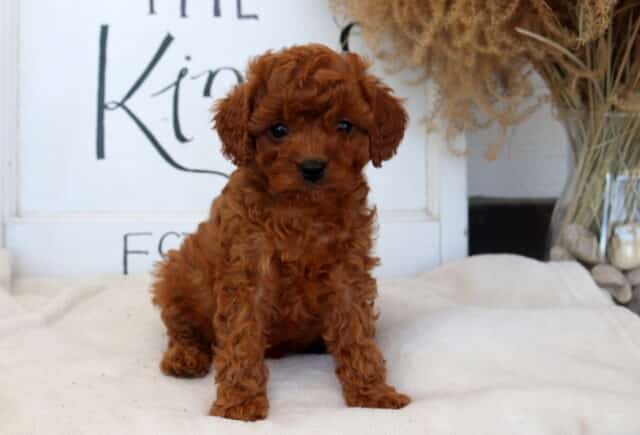 Cora Cavapoo image