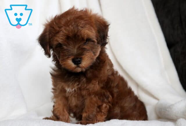 Cubby Havapoo2 image