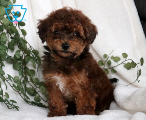 Curious George Havapoo