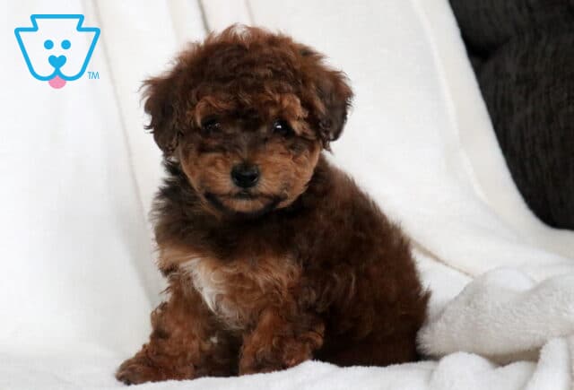 Curious George Havapoo2 image