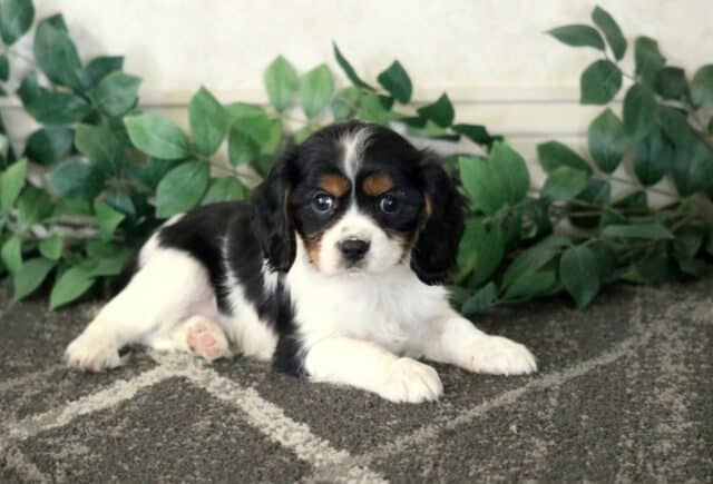 Cynthia Cavalier image