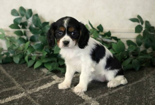 Cynthia Cavalier2 image