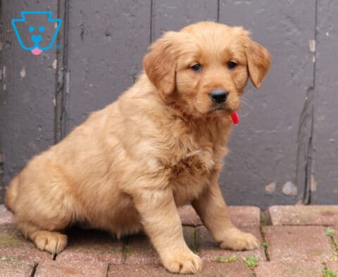 Golden Retriever puppy wearing a red collar sitting on brick pavers in front of a rustic wooden door, fluffy puppy with soft golden fur looking slightly to the side.
