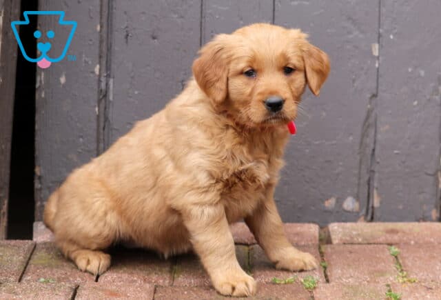 Golden Retriever puppy wearing a red collar sitting on brick pavers in front of a rustic wooden door, fluffy puppy with soft golden fur looking slightly to the side. image