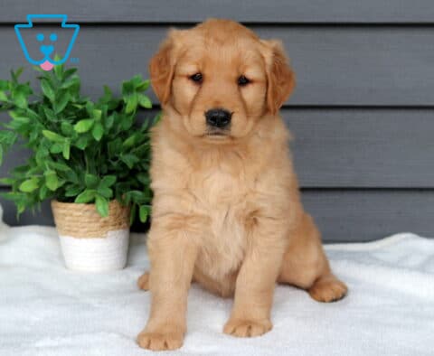 Daisy Golden Retriever