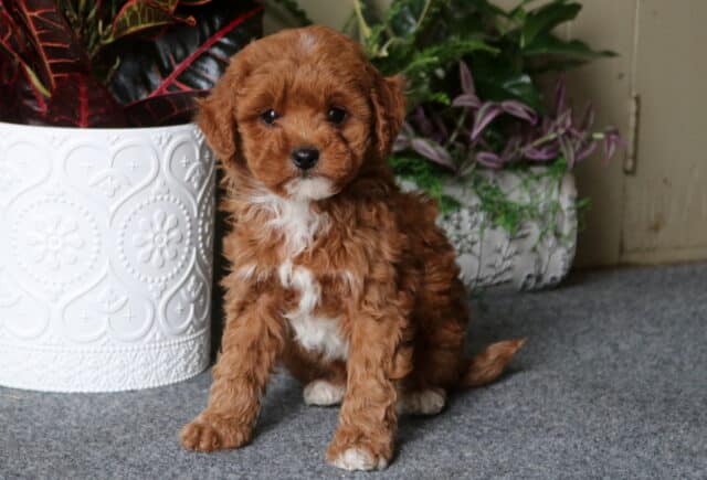 Dallas Cavapoo image
