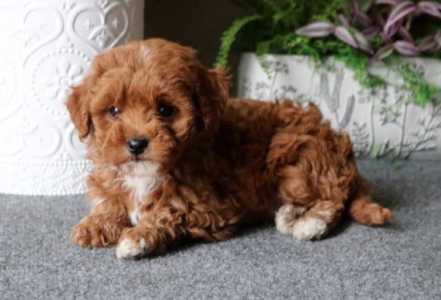 Dallas Cavapoo.2 image