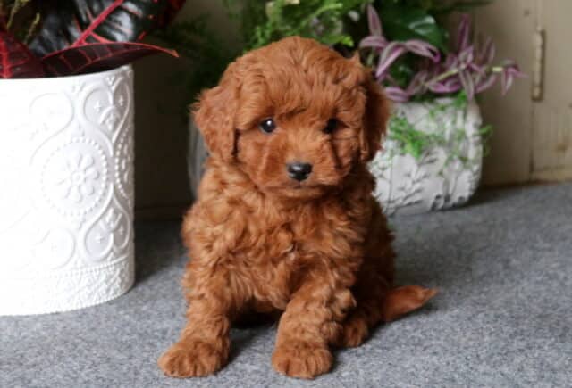 Danny Cavapoo image
