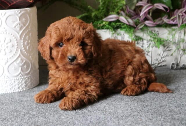 Danny Cavapoo2 image