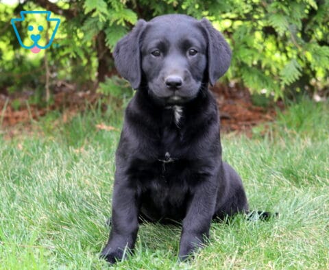 Darla Black Lab