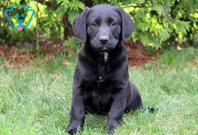 Black Labrador Retriever puppy sitting on green grass with a small white chest marking, floppy ears, and a calm expression, photographed outdoors with lush greenery in the background image