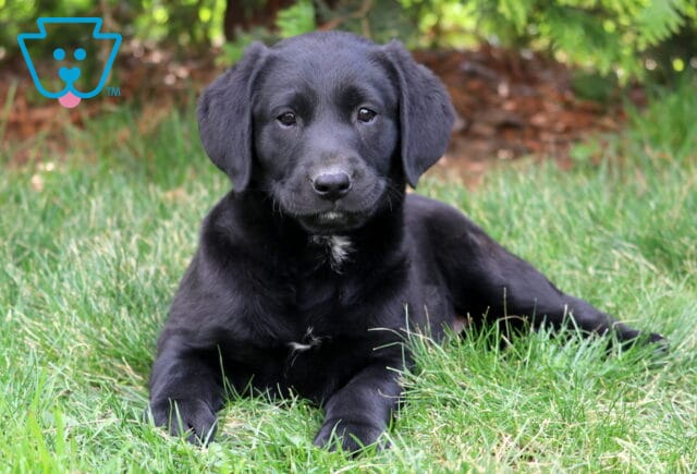 Black Labrador Retriever puppy lying in green grass with a small white chest patch, floppy ears, and a gentle expression, photographed outdoors with leafy trees in the background image